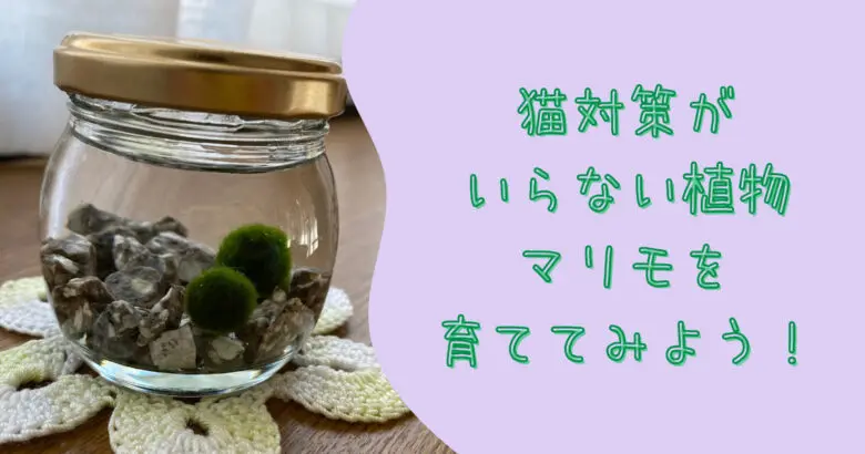 猫対策がいらない植物、マリモを育ててみよう！